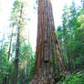 Giant Sequoia