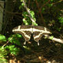 Swallowtail Butterfly