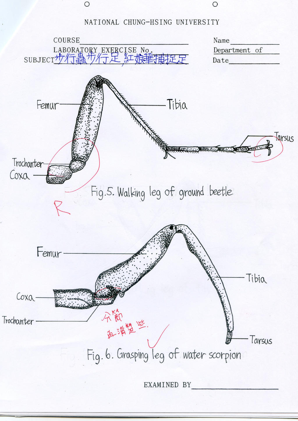 Insect Leg Labelling Entomology Dot Drawing---Insect Legs(3) by GOGOSanford on DeviantArt