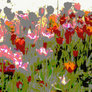 tulips6 animated