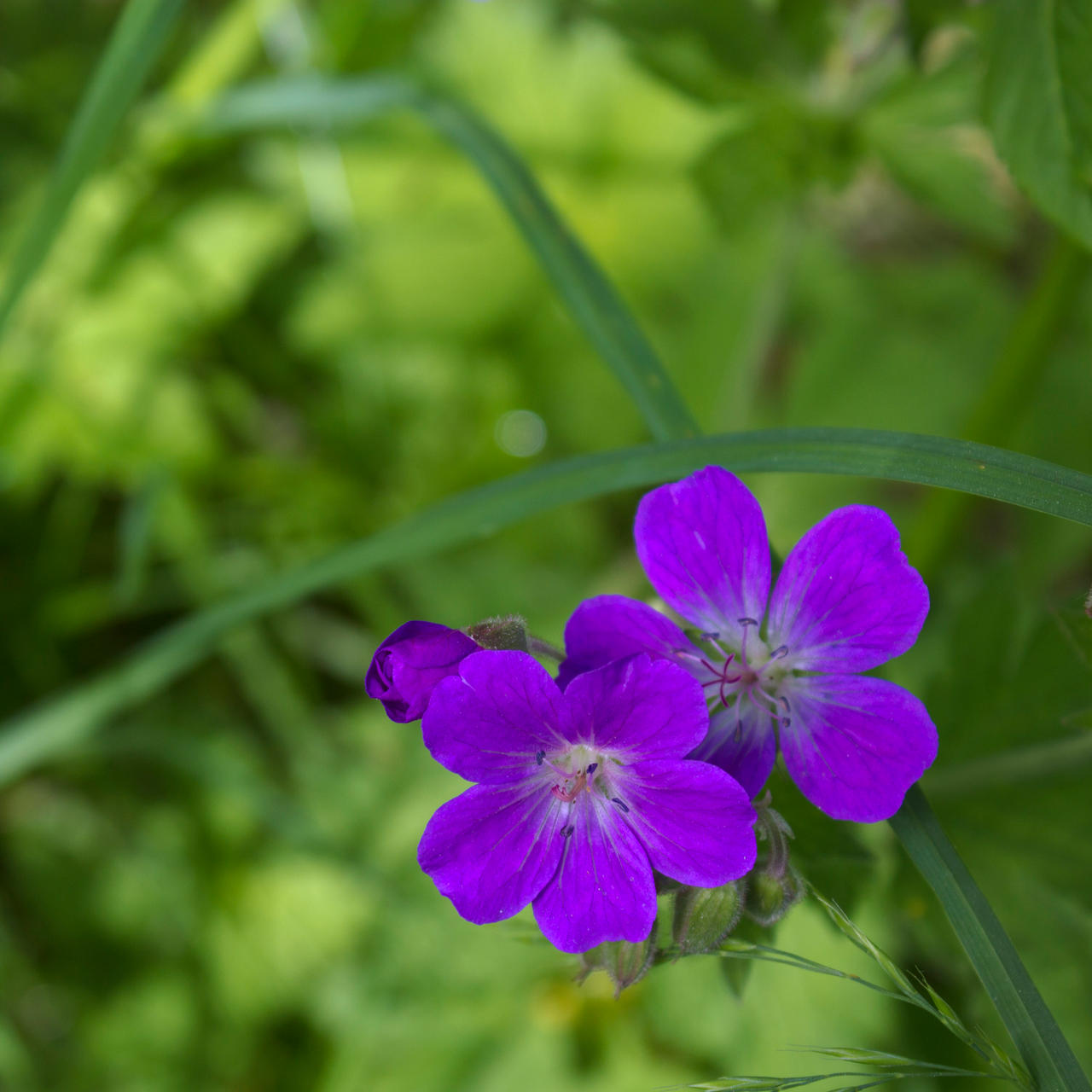 ladestien 20120623b