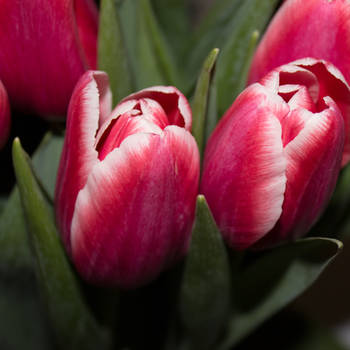 Tulips 2013f