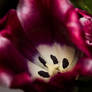 Tulip_20130206a