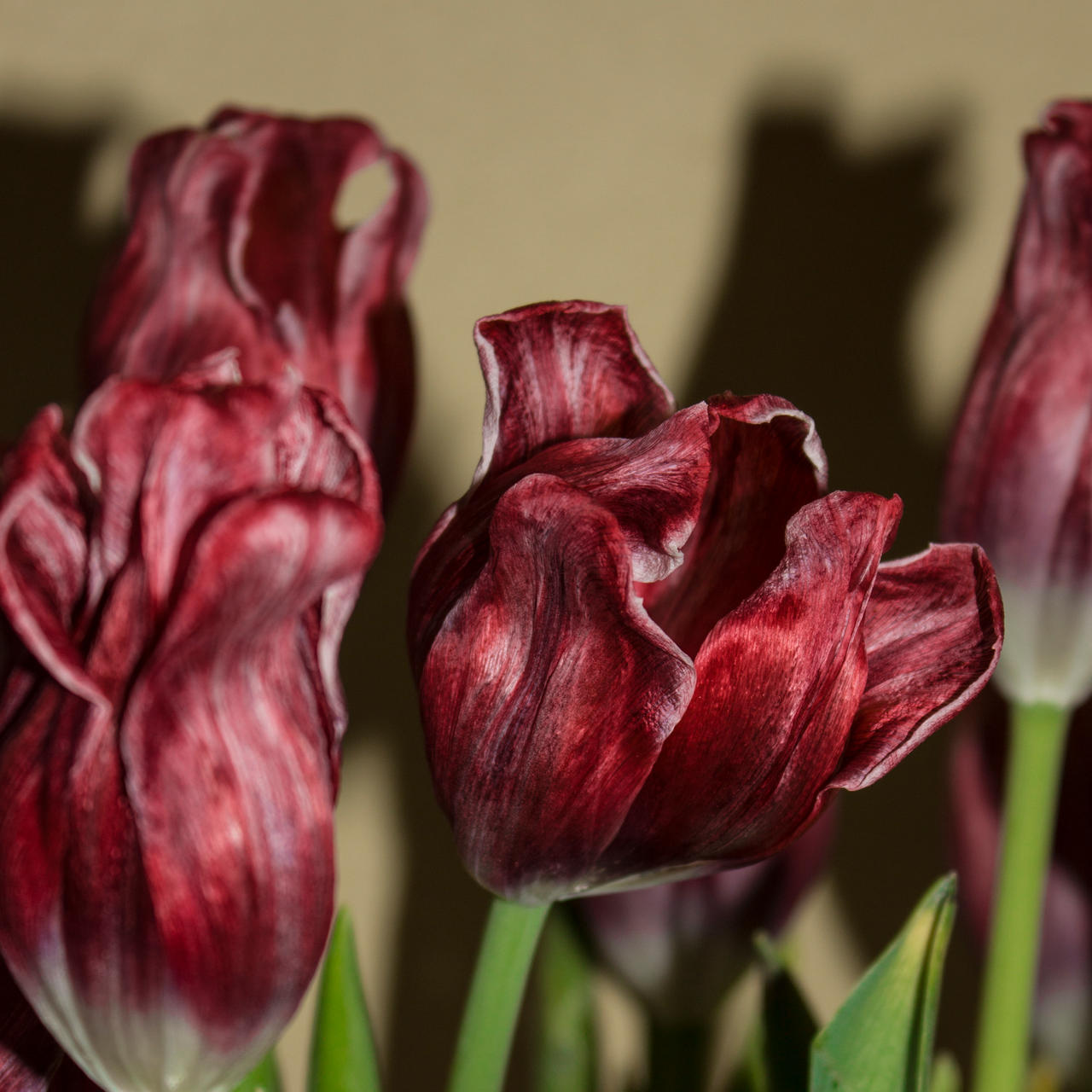 Tulip20130208b