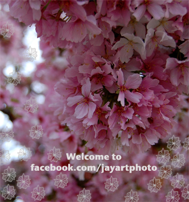 welcome to facebook.com/jayartphoto