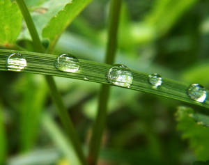 Afternoon Raindrops