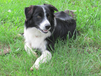 Border Collie