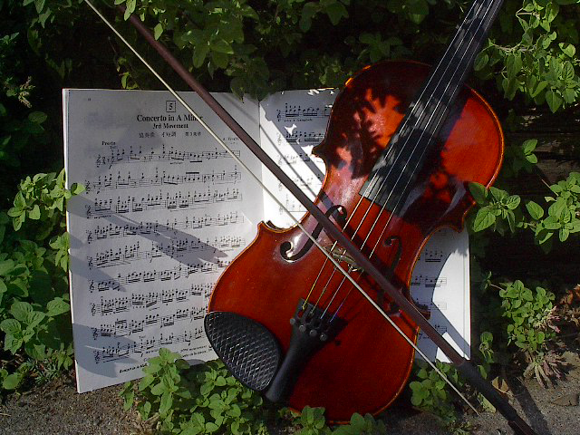 Violin