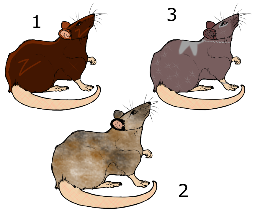 Rat Adoptables -SOLD-