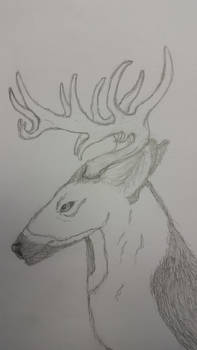 Stag