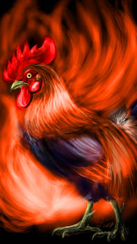 Rooster