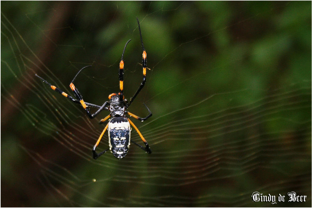 Botter Spider Botter Spinnekop by CindydeBeer on DeviantArt