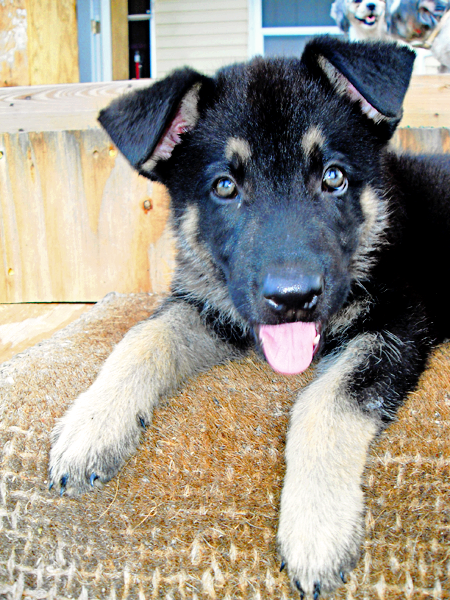 German Shepard Puppy