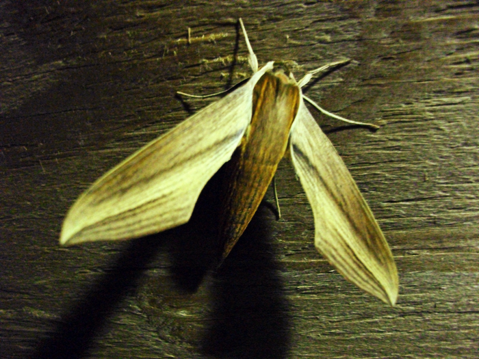 Moth