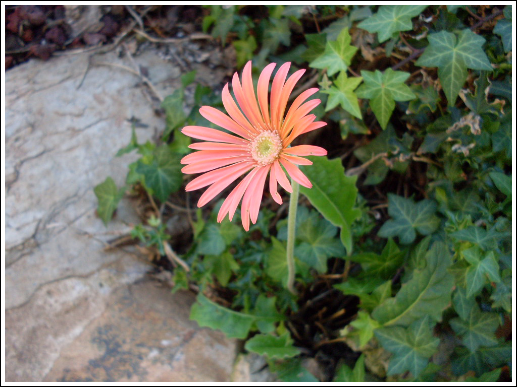 7. Gerbera by fire-works