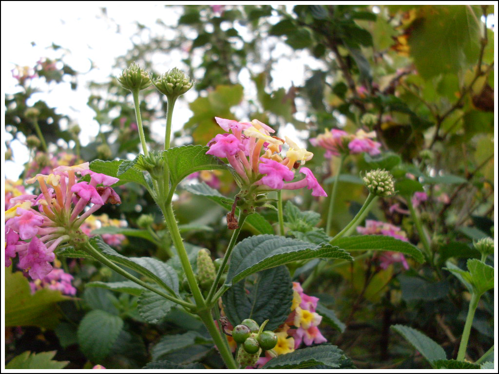 8. Lantana by fire-works
