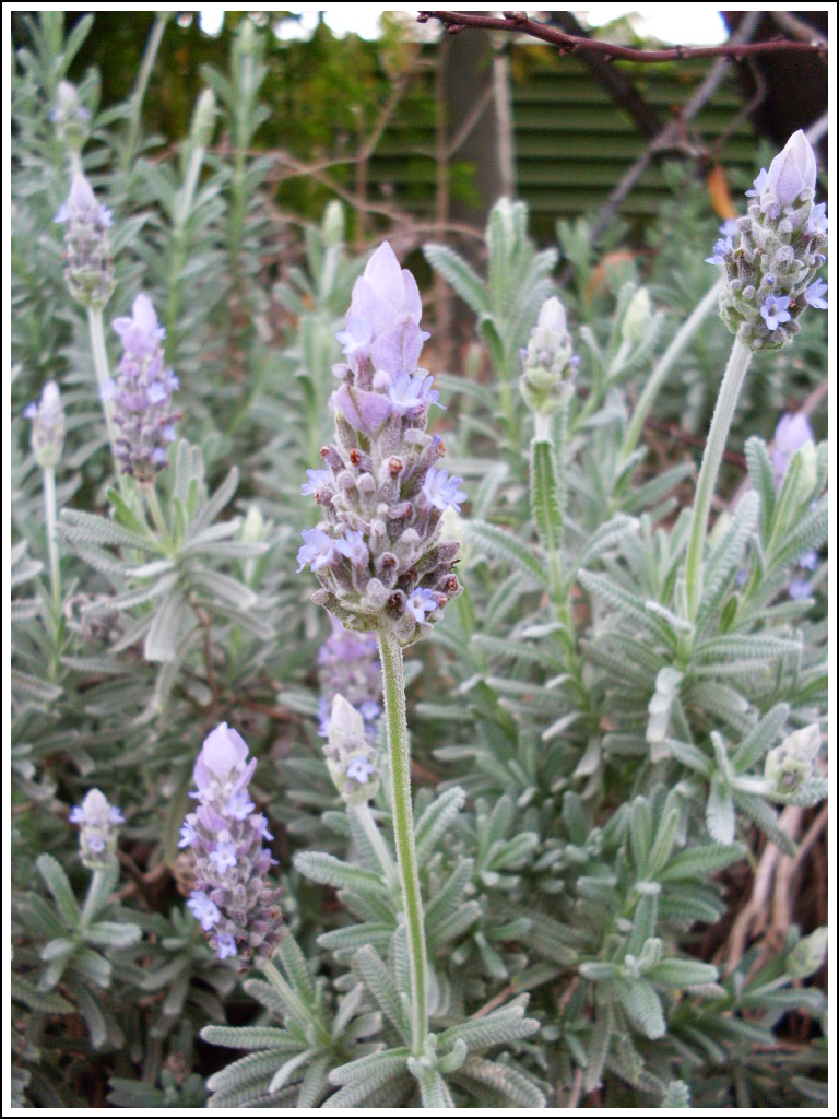 9. Lavender by fire-works