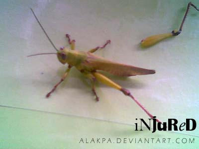 tipaklong by alakpa on DeviantArt