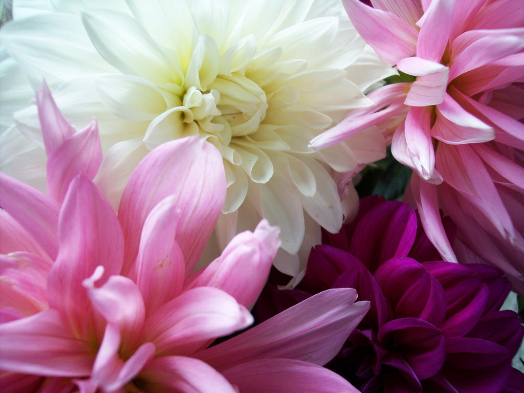 Dahlias in the sun