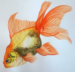 Goldfish (watercolor)