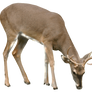 Deer DSC 0405
