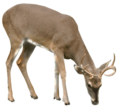 Deer DSC 0405