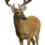 Deer DSC 4255