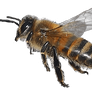 IMG 6931 honey bee3