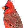 Free Stock Cardinal NoBG1