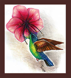 Kolibri / Hummingbird