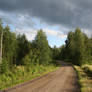 Stormy Forest Road