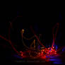 Light Painting: Lilly