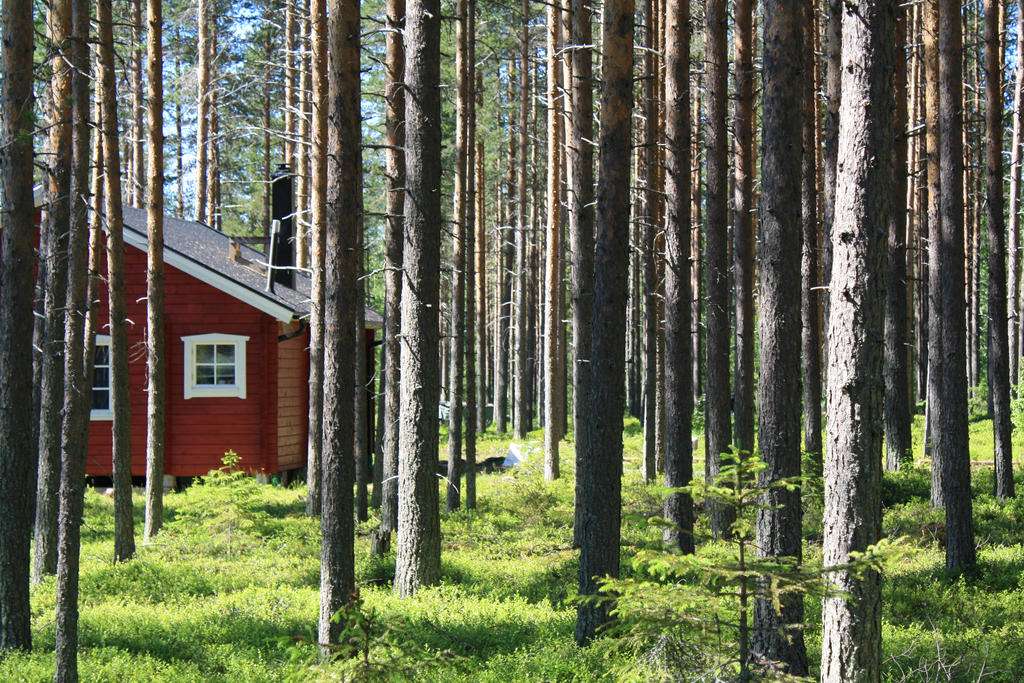 Хвойный район. Хвойные леса Швеции. Шведские сосны лес Швеции. Кунгсерский лес Швеция. Южный район хвойных лесов Швеции.