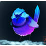 Splendid Fairy Wren