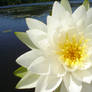 Water Lily