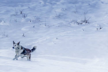 Dog in Snow