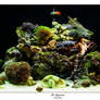The Aquarium