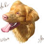 Aiko - nova duck rolling retriever