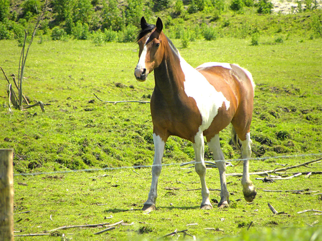A horse is a horse, of course! by Agatje on DeviantArt