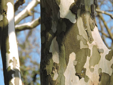 Dalmatian Tree 2