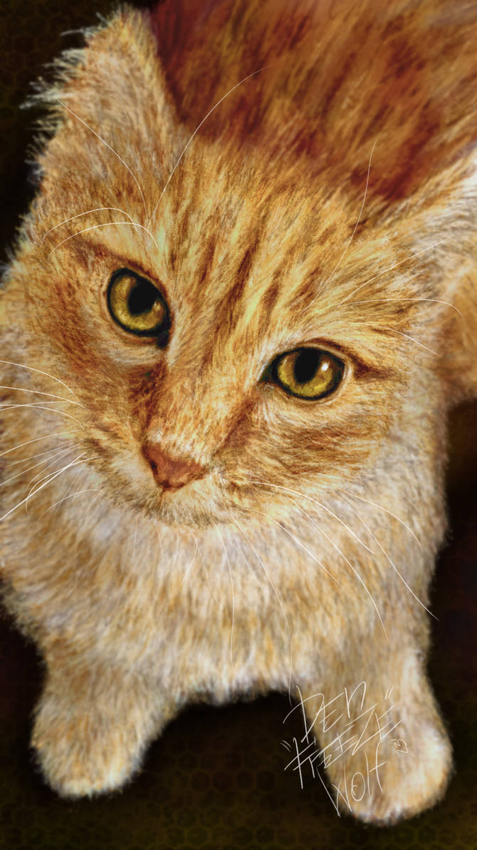 The Red Cat. by DenFreezeWolf on DeviantArt