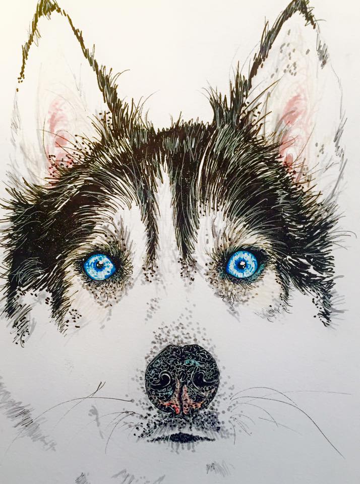 blue eyed Husky with fineliner