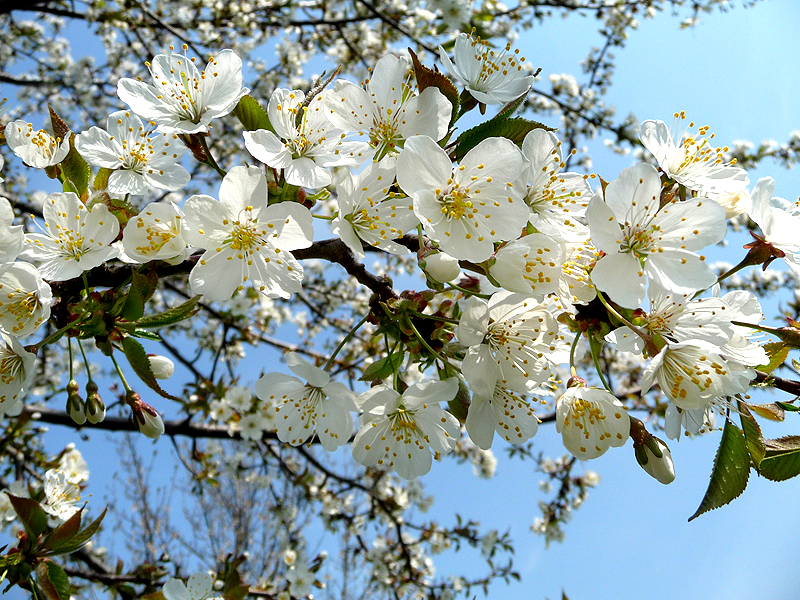 white blossom