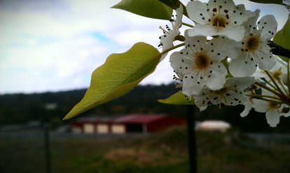 The Pear Flower Blossoms