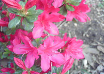 STOCK - pink azalea flowers2