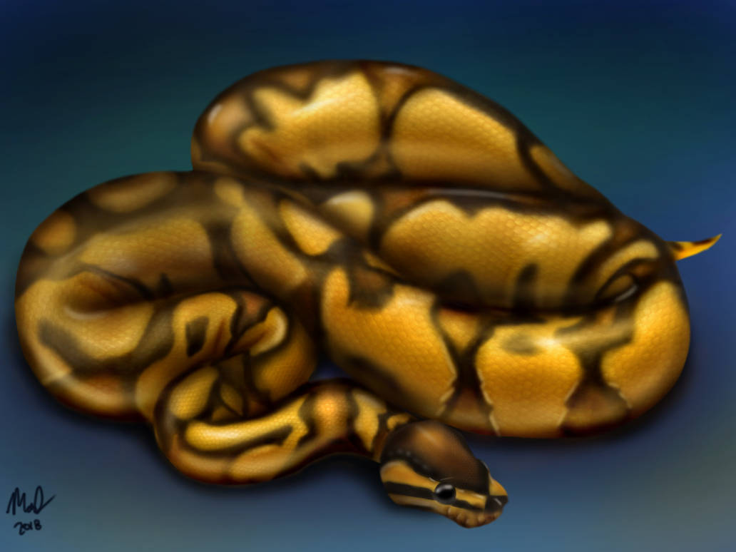 Matching Ball Python Pfp Ball Python by ArtofMattFossen on DeviantArt