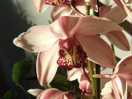 Cymbidium X