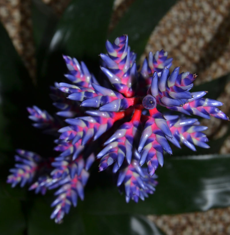 Coral bromeliad Ax2