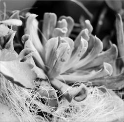 Echeveria BW by FranticMezmer