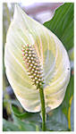 Spathiphyllum by FranticMezmer